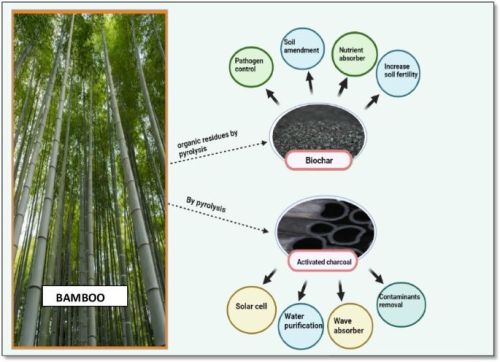 Bamboo Biochar