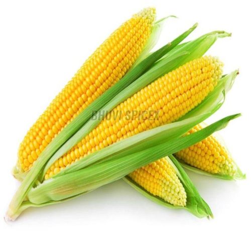 Fresh Yellow Sweet Corn