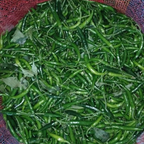 Fresh Green Chilli