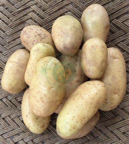 Brown Kufri Bahar Potato