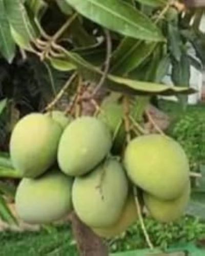 Natural Banginapalli Mango