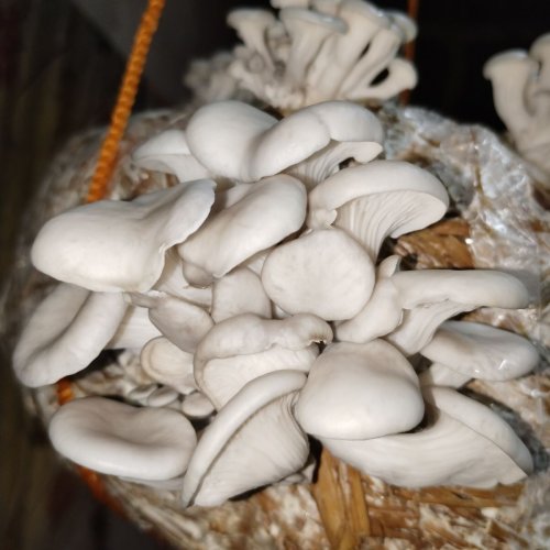 Fresh Mushroom