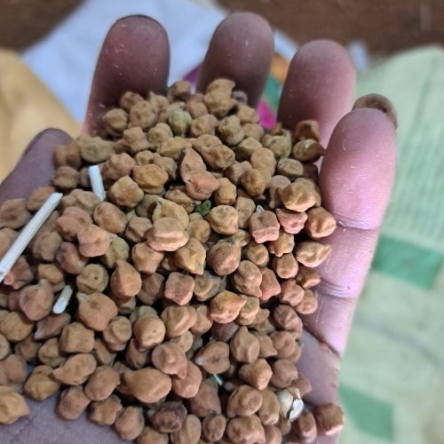 Desi Chana Desi Chana