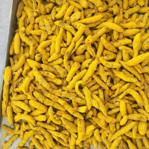 Turmeric Finger Turmeric Finger
