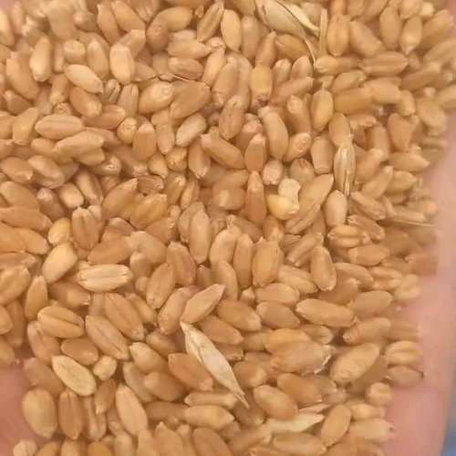 Indian Wheat Grain Indian Wheat Grain