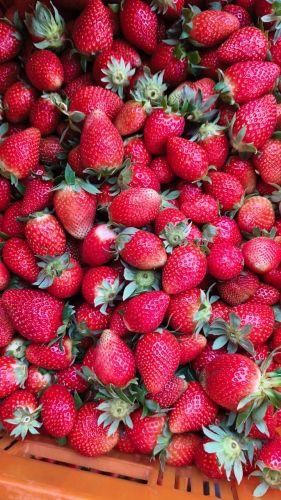 Fresh Strawberry