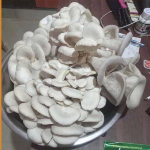 Fresh Oyester Mushroom