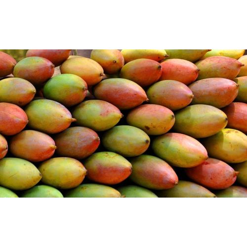 Fresh Totapuri Mango