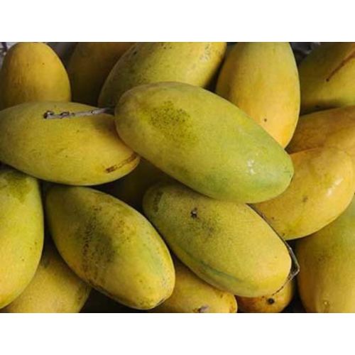 Premium Dasheri Mango