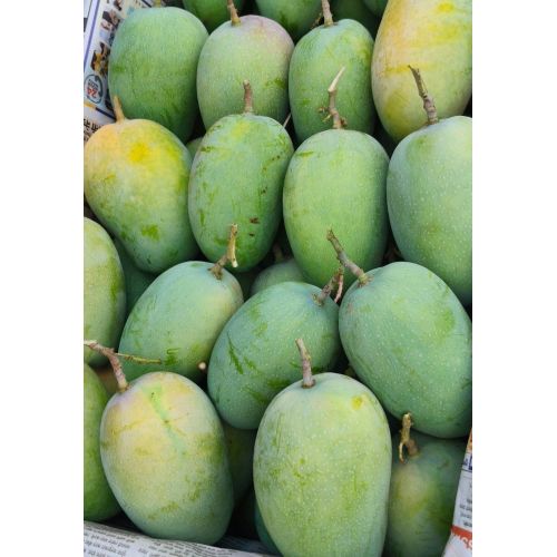 Premium Kesar Mango