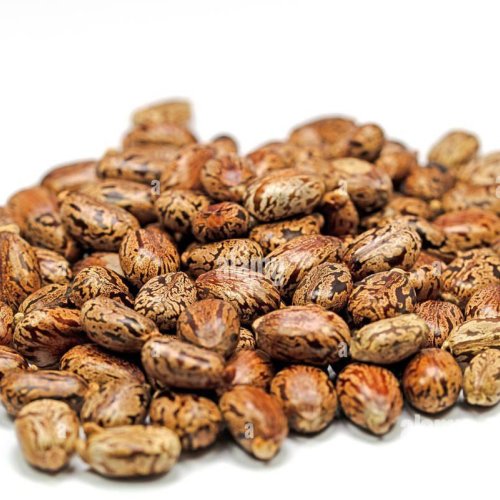 Castor Seed Arandi