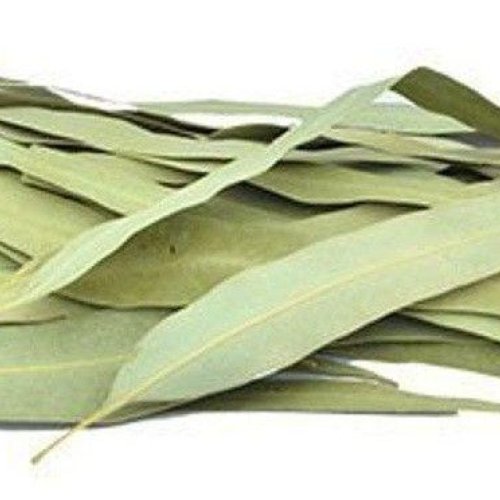 Dried Eucalyptus Leaves