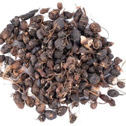 Dried Nagarmotha Roots