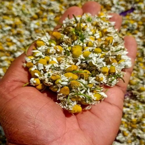 Himalayan Dried Chamomile Flower