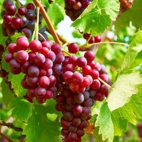 Red Crimson Grapes Red Crimson Grapes