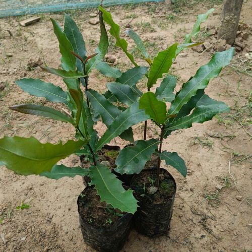 Macadamia Grafted Live Plants