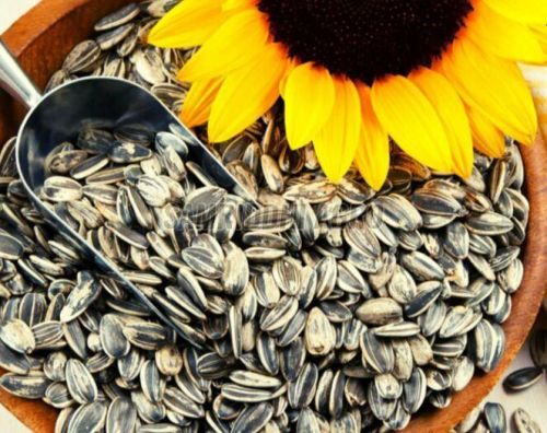 Jumbo Sunflower Seeds