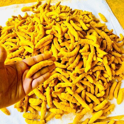 Dried Raw Turmeric Finger