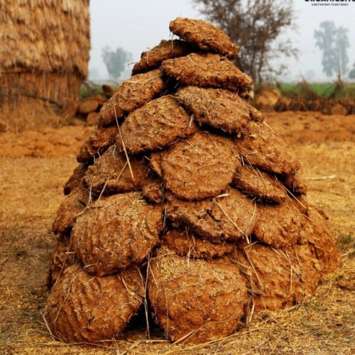 Dried Cow Dung Cake