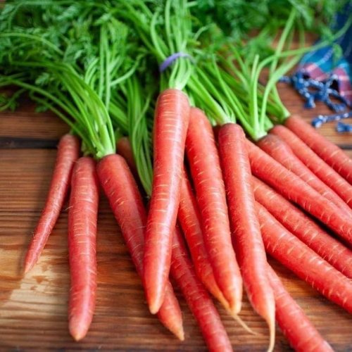 Fresh Red Carrot
