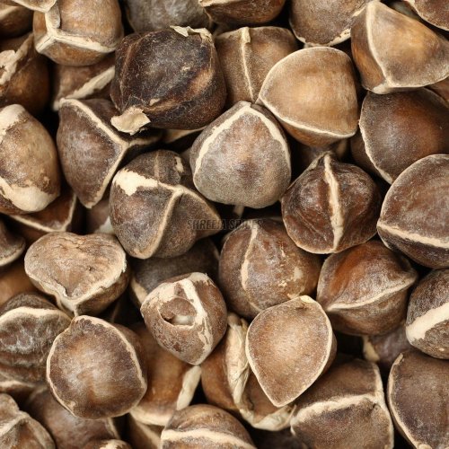 Natural Moringa Seeds