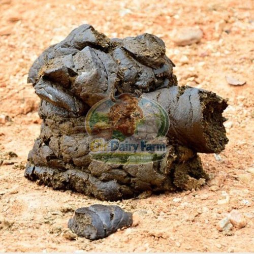 Wet Cow Dung