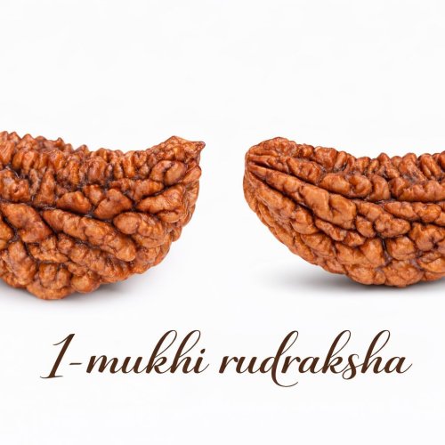 1 Mukhi Rudraksha