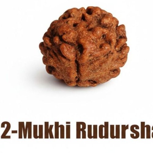 2 Mukhi Rudraksha