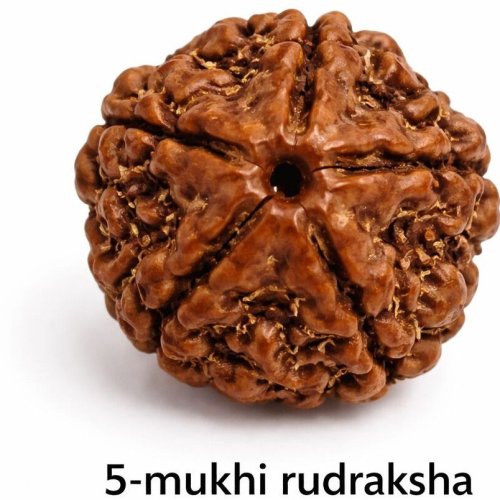 5 Mukhi Rudraksha