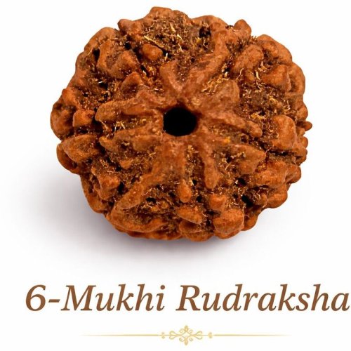 6 Mukhi Rudraksha