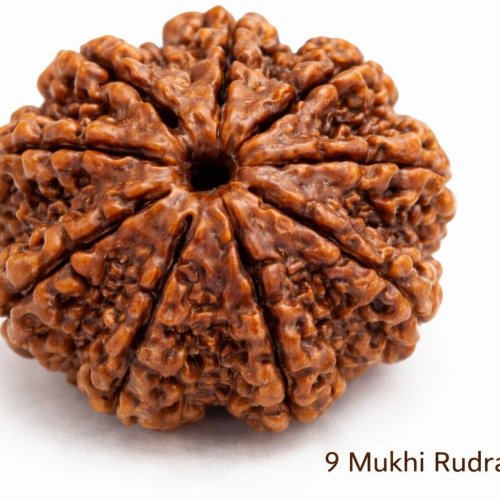9 Mukhi Rudraksha
