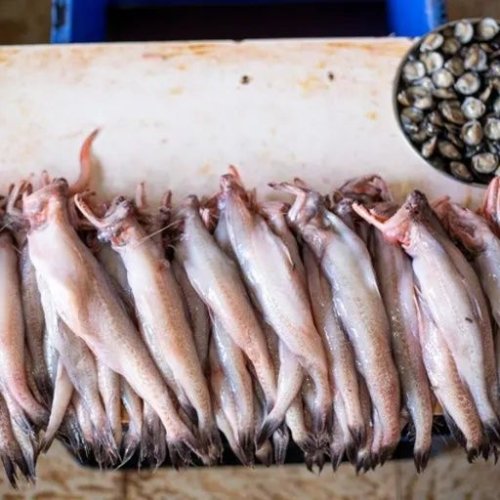 Dried Fishes