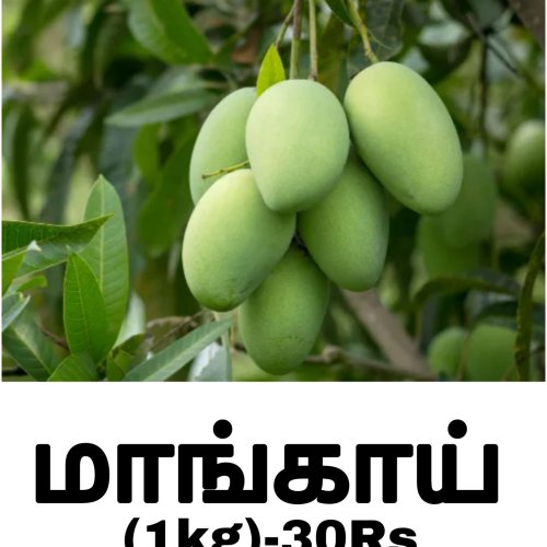 Fresh Green Mango