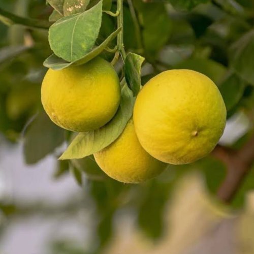 Fresh Lemon