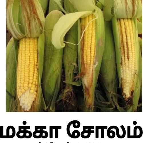 Maize Seeds