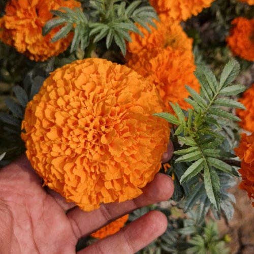 Natural Marigold Flowers