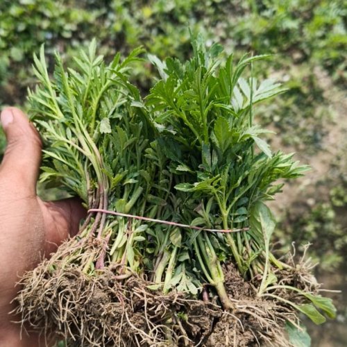 Natural Marigold Plant