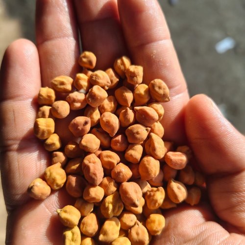 Brown Desi Chana