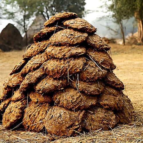 Buffalo Dung Cake