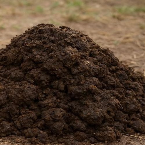 Cow Dung Manure