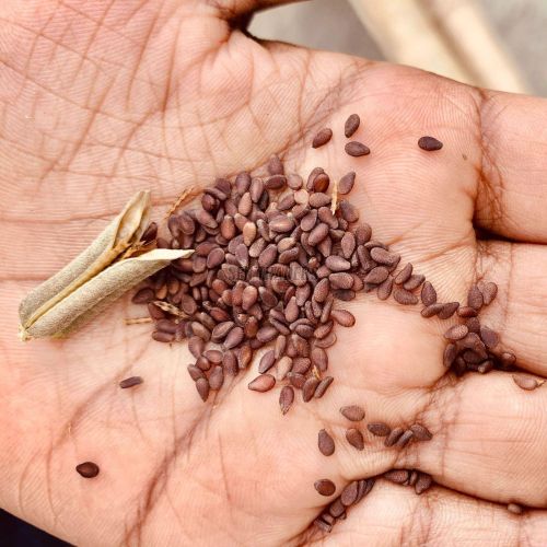 Brown Sesame Seeds