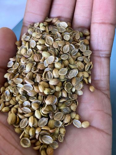 Seeds & Spices
