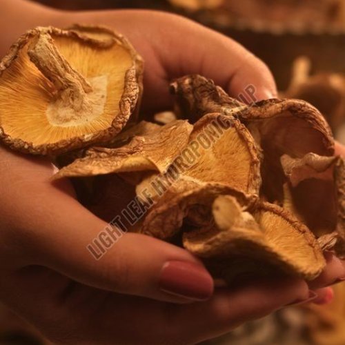 Premium Sun Dried Shiitake Mushroom