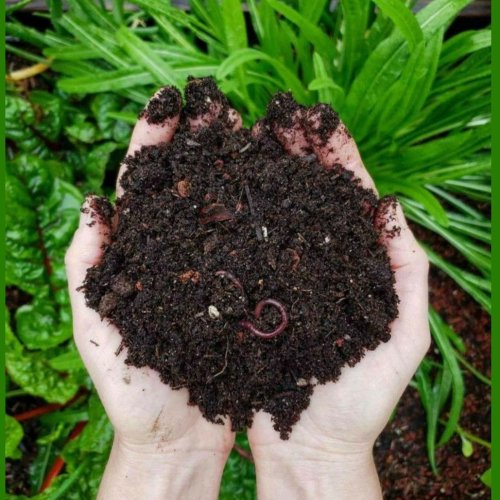 Vermicompost Fertilizer