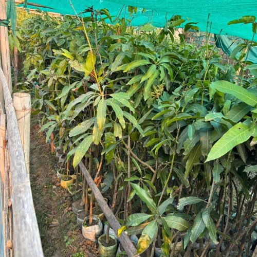 Alphanso Mango Plant