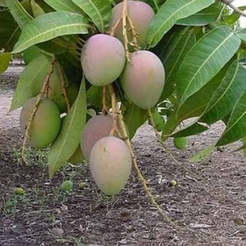 Alphonso Mango Plant