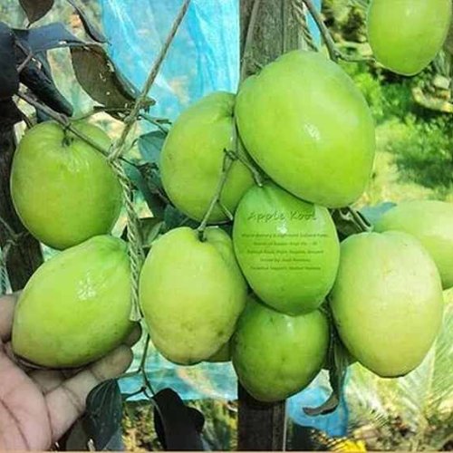 Apple Jujube Plant