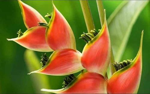 Banana Orchid Flower