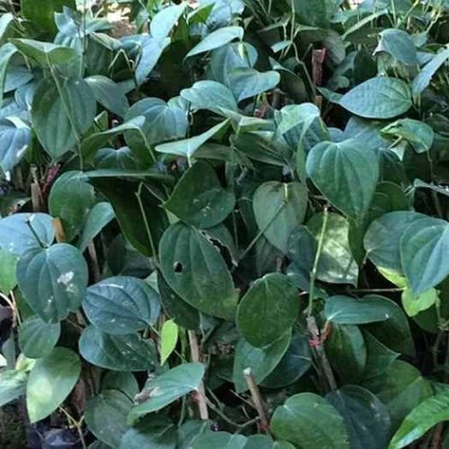 Black Pepper Plant