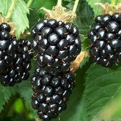 Blackberry Fruit Plant